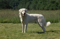Picture of Akbash dog full body from the side, looking towards camera