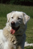 Picture of Akbash dog with tongue out