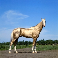 Picture of akhal teke, fabulous gold stallion at piatigorsk hippodrome