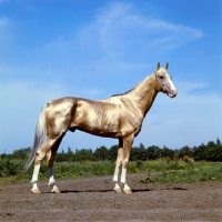 Picture of akhal teke, fabulous gold stallion at pyatigorsk hippodrome 