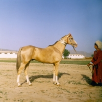 Picture of akhal teke, full body with groom in traditional turkmen clothes