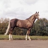 Picture of akhal teke, full body 