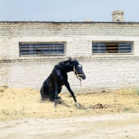 Picture of akhal teke horse arising from the sand