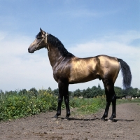 Picture of akhal teke horse full body  