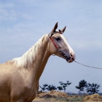 Picture of akhal teke horse, head and shoulders