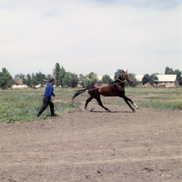 Picture of akhal teke horse lunged by russian trainer at piatigorsk hippodrome