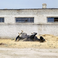 Picture of akhal teke horse rolling on its back