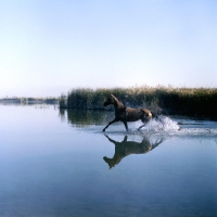 Picture of akhal teke horse trotting through water