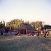 Picture of akhal teke horses amongst a turkmen community