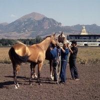 Picture of akhal teke horses at piatigorsk hippodrome with russian grooms 
