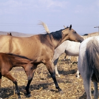 Picture of akhal teke mare and foal in taboon