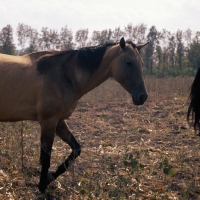 Picture of akhal teke mare at Tersk Stud Farm, Stavropol