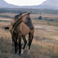 Picture of akhal teke mare with foal almost hidden behind at tersk stud farm, stavropol