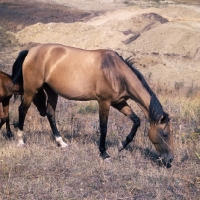 Picture of akhal teke mare with foal in arid landscape at Tersk Stud Farm, Stavropol