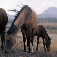 Picture of akhal teke mare with foal