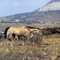 Picture of akhal teke mares with arabs in taboon at tersk stud farm