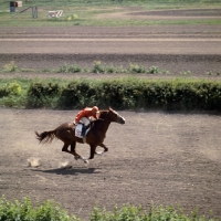 Picture of akhal teke racing in russia