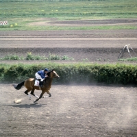 Picture of akhal teke racing on racecourse