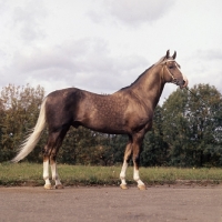 Picture of akhal teke stallion at moscow exhibition