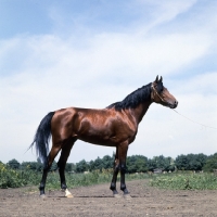 Picture of akhal teke stallion at piatigorsk hippodrome