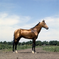 Picture of akhal teke stallion, metallic colour, with jewelled collar at piatigorsk hippodrome