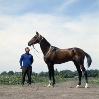Picture of akhal teke stallion with jewelled collar at piatigorsk hippodrome with russian trainer