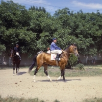 Picture of akhal tekes with lady jockeys at racecourse