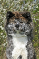 Picture of Akita front view, portrait