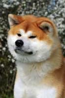 Picture of Akita head study