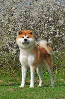 Picture of Akita in front of blossom