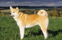 Picture of Akita Inu in field, side view
