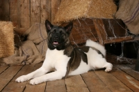 Picture of Akita lying on floor