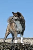 Picture of Akita on beach