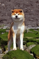 Picture of Akita on beach