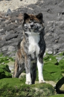 Picture of Akita on rocks