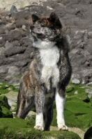 Picture of Akita on rocky beach