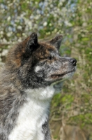 Picture of Akita profile