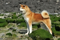 Picture of Akita side view