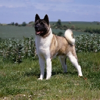 Picture of akita standing against greenery