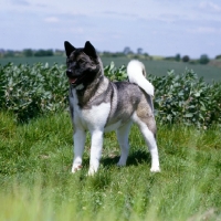 Picture of akita standing in grass, kiskas jezebel 