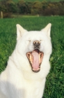Picture of Akita with mouth open, Int. Ch. Eiyu of Dharami Go