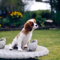Picture of alansmere cavaliers, cavalier king charles spaniel in garden