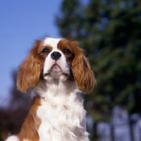 Picture of alansmere cavaliers, cavalier king charles spaniel portrait