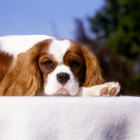 Picture of alansmere,relaxing cavalier king charles spaniel lying down