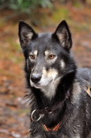 Picture of Alaskan Husky