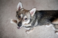 Picture of alaskan klee kai carrying deer antler in mouth