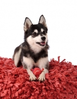 Picture of Alaskan Klee Kai dog lying down