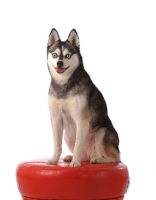 Picture of Alaskan Klee Kai dog on stool