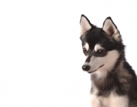 Picture of Alaskan Klee Kai dog portrait