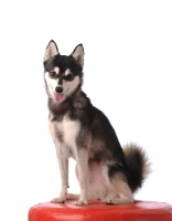 Picture of Alaskan Klee Kai dog sitting down